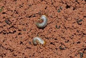 uploads/images/pest/sugarcane root grubs.jpg